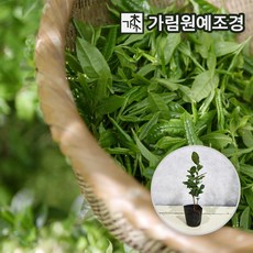 녹차묘목