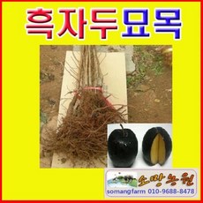 바이오체리자두