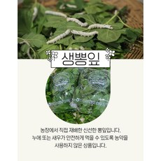 에듀팜 국내산 생뽕잎(누에 새우 먹이), 200g
