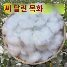 씨 달린 목화 미가공 목화 결혼 생자용 목화 올해 농가에서 직접 생산한 목화송이를 따서 우편으로 부친다., 씨 달린 목화 반 근., 1개
