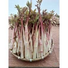 하늘채농원 강원도 눈꽃 땅두릅 독활 백미향 제철 봄나물 300g/500g/1kg, 1개, 300g