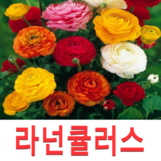 (성실D)라넌큘러스모종(구근) 5개 색상랜덤