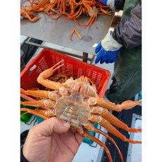 바리바리수산] 다리 수율 7~80%이상 실속형연지홍게 5kg (15미내외) 찜발송 자숙 산지직송 당일조업 라면용 육수용 파지 당일발송 또는 순차배송 포항 홍게 가성비, 1개