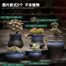 다육 화분 독창적 개성 거친 큰사이즈 라지 구경 고기, 블루 퍼프 DY 콤비네이션 5개