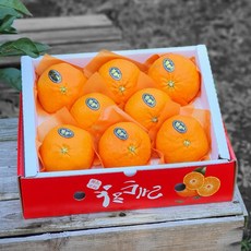 제주레드향 2kg(대과 선물용 6-8수) 진홍색 만감류의 여왕 품격있는 연말선물세트! 박스무게포함, 6박스