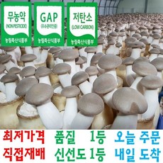 도담농산 깨끗한 뿌리손질 새송이버섯 2kg 친환경 건강 미니 꼬마 총알, 1.반찬 및 식당용2kg