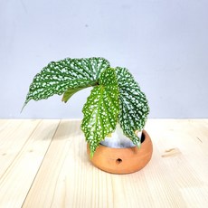 베고니아 알라모올레 땡땡이베고니아 목베고니아