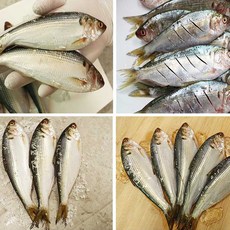 산지직송 국내산 전어 자연산 가을 전어구이 1kg, 1개