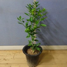 [과수] 귤나무(감귤) 묘목 화분 2종, 21cm 화분(결실주), 1개