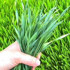 포미식탁 남도 보리순 보리새싹 500g, 1개