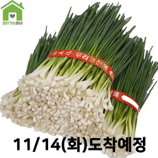 쪽파 TOP01