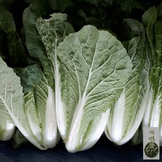 강원도고냉지22년8월알배추구매