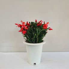 게발선인장 빨강 실내공기정화식물 반려식물, 1개