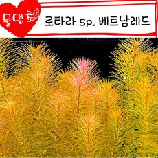 [물멍초] 미세한 붉은 잎 로타라 sp. 베트남레드 10촉