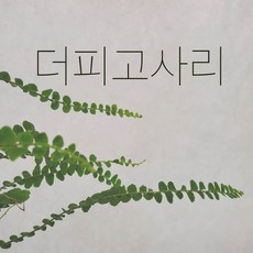 *쟈스민 식물* 더피고사리 (소), 1개, 기본