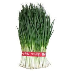 믿을수 있는 우리 농산물 깐쪽파 1단(대) 10개