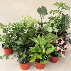 스투키수경재배