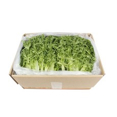 싱싱한 치커리 2kg 발품장터, 단일상품