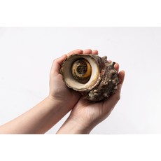 산지직송 해녀가 채취한 자연산 뿔소라 1kg (4-8미 내외), 2개, 1kg(4-8미 내외)