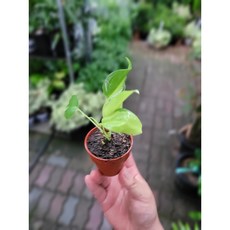 옥시카르디움브라질