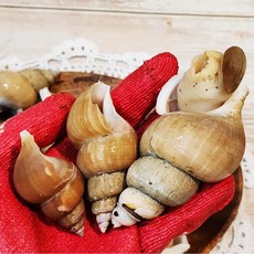 동해안 당일조업 산지직송 자연산 활 백골뱅이 백고동 소 중 대 1kg, 소 1kg (40~45미 내외), 1개