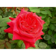 c685825fc0a484bd5ea05d589de04f489145597d1414c96eb909050cb0cd.jpg