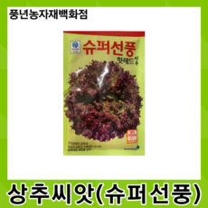 포찹상추