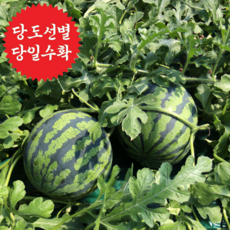 [당도선별] 달콤한 고당도 우곡수박 흑수박 줄무늬수박 수박, 1개, 3kg