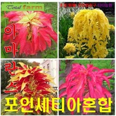 삼색아마란스 포인세티아 15립 씨앗 구근 모종 꽃씨 봄 여름 가을 겨울 희귀 심는꽃 야생화, 1개