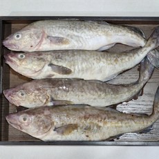 국내산 생대구 동해안 자연산 대구 냉동 대구살 지리탕 매운탕, 1개, 1.5kg