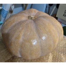 국내산 늙은호박 맷돌호박 즙용 죽용 잘익은 호박죽 호박전 직접키운 둥근 가정용, 1개, 5~6KG