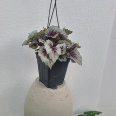 이케아렉스베고니아