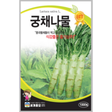 궁채 나물 씨앗 1000립 / 상추 뚱채 씨 줄기상추