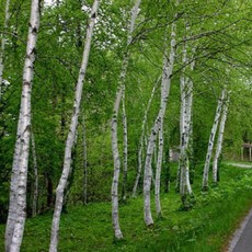 잭큐몬티도랜보스