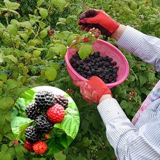 전북 고창 토종 복분자 특품 5kg 10kg