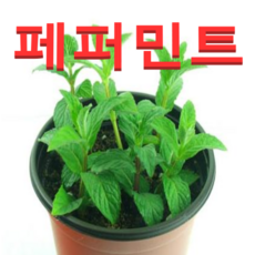 페퍼민트화분