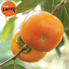 창원 진영 함안 단감 10kg 선물용 햇단감, 1box, 햇 단감(중과) 5kg