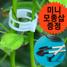 고추끈매는클립