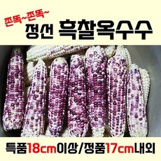 [9월9일발송] 강원도 명품 흑찰옥수수 특품(18cm이상) 정품(!7cm내외) 정선 보라색 자색 옥수수 찰옥수수, 정품, 30개