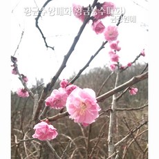황금수양매화 수피가 황금색 황금매화 묘목(접목1년/분홍꽃) 금강원예, 1개