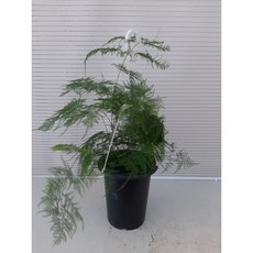 아스파라거스대품