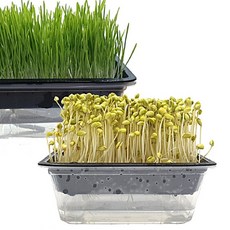 콩나물키우기관찰