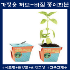 방에서키우는식물 허브 바질 미니화분 실내화초기르기 종이화분 씨앗 배양토 구성, 허브-바질 미니화분
