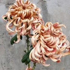 꽃꽂이레슨미국식강남