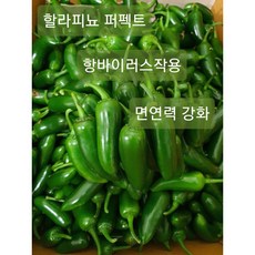 퍼펙토고추