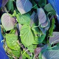 깻순
