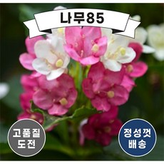 (나무85) 삼색병꽃 7치 포트