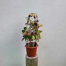 무늬백화등분재