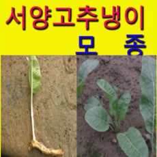 고추냉이모종