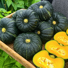십이밥상 청정 갓 수확한 고당도 제주 미니 밤호박 보우짱, 1개, 5KG(9~19과)